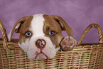 American Bulldog Welpe