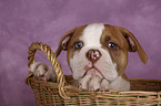 American Bulldog Welpe