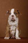 American Bulldog Welpe