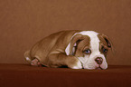 American Bulldog Welpe