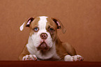 junger American Bulldog