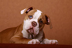 junger American Bulldog