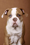 junger American Bulldog