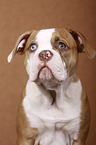 junger American Bulldog