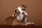 junger American Bulldog