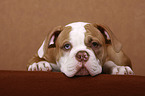 junger American Bulldog