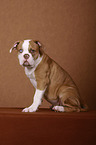 junger American Bulldog