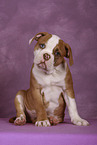 American Bulldog Welpe