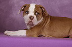 American Bulldog Welpe