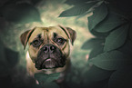 braune Amerikanische Bulldogge