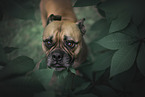 braune Amerikanische Bulldogge