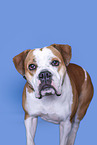 American Bulldog vor blauem Hintergrund