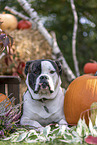 American Bulldog im Herbst