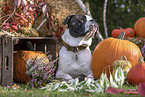 American Bulldog im Herbst
