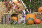 American Bulldog im Herbst