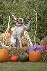 American Bulldog im Herbst