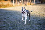 American Bulldog im Herbst