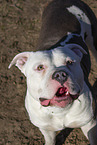 American Bulldog