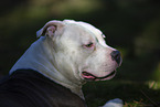 American Bulldog