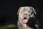 American Bulldog