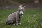 American Bulldog Welpe