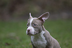 American Bulldog Welpe