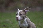 American Bulldog Welpe