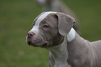 American Bulldog Welpe