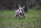 American Bulldog Welpe