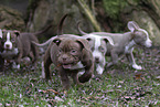 American Bulldog Welpen