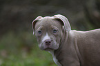 American Bulldog Welpe