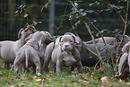 American Bulldog Welpen