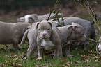 American Bulldog Welpen