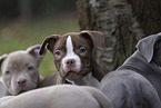 American Bulldog Welpen