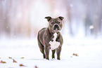 American Bulldog im Winter