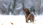 American Bulldog im Winter