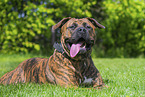 American Bulldog