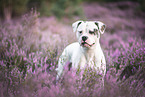 American Bulldog