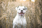 American Bulldog