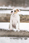 junge American Bulldog