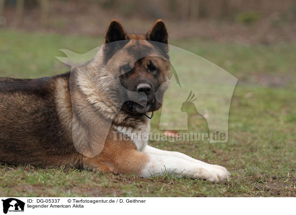 liegender American Akita / DG-05337