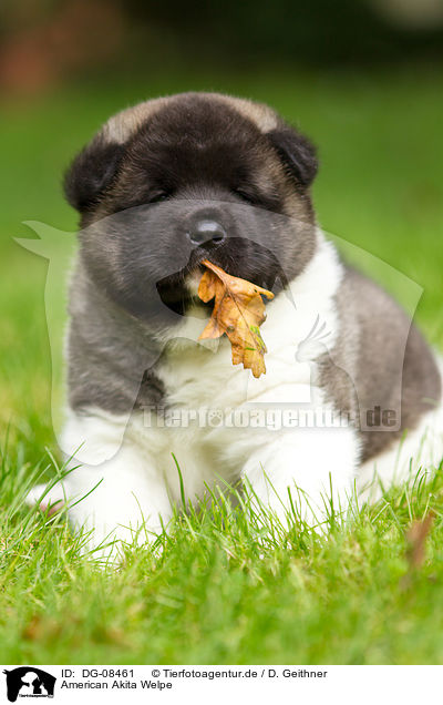 American Akita Welpe / DG-08461