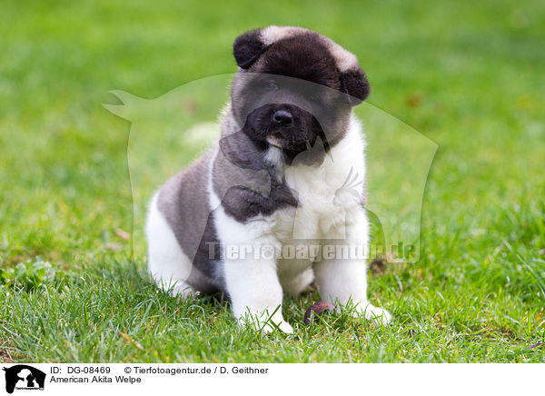 American Akita Welpe / DG-08469