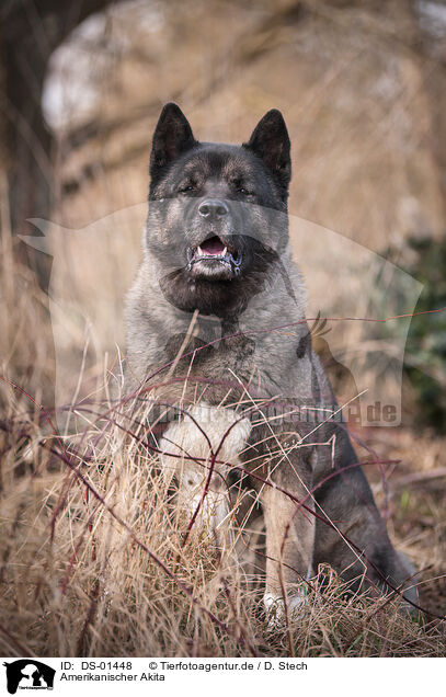 Amerikanischer Akita / American Akita / DS-01448