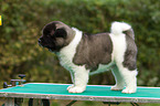 Amerikanischer Akita Welpe