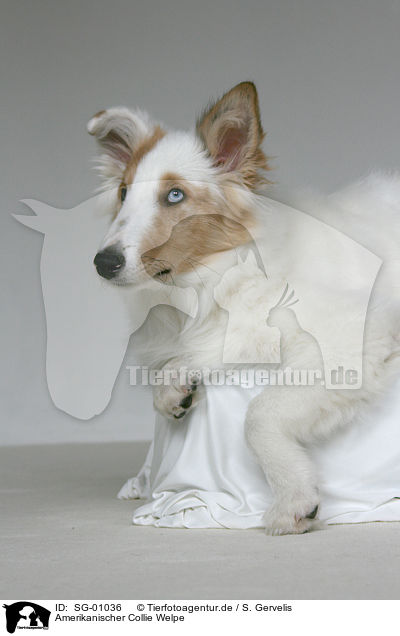 Amerikanischer Collie Welpe / SG-01036