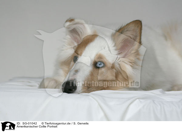 Amerikanischer Collie Portrait / SG-01042