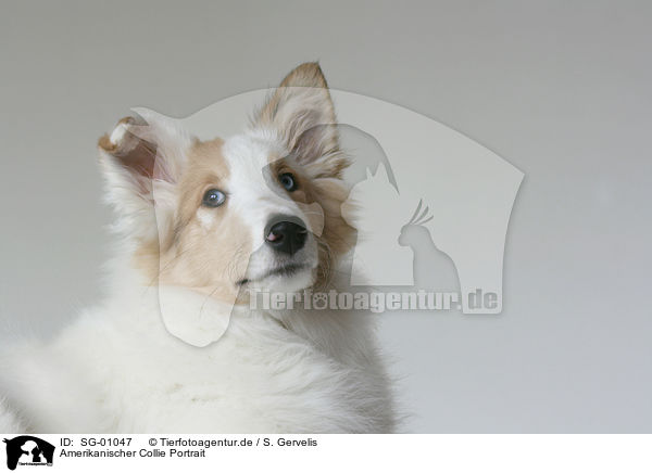 Amerikanischer Collie Portrait / SG-01047