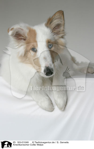 Amerikanischer Collie Welpe / SG-01048