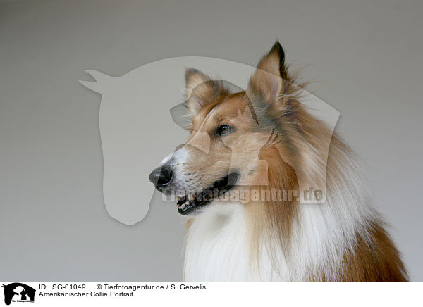 Amerikanischer Collie Portrait / SG-01049